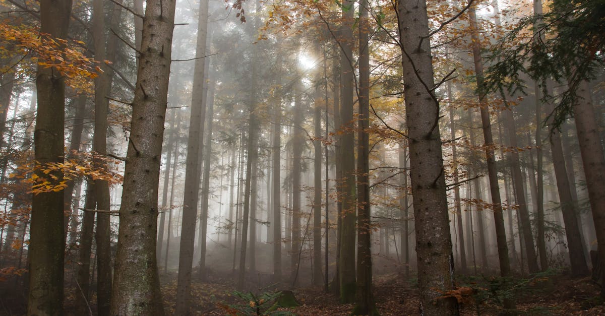 découvrez le pouvoir et la beauté du silence : bienfaits, réflexions et conseils pour intégrer des moments de calme dans votre quotidien et cultiver la sérénité.